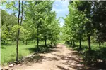  Venta  Agrícola en Coihueco  $634.864.500 UF15.500 