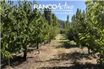  Venta  Agrícola en Quillón  $829.010.160 UF20.240 