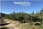  Venta  Agrícola en Quillón  $829.010.160 UF20.240 